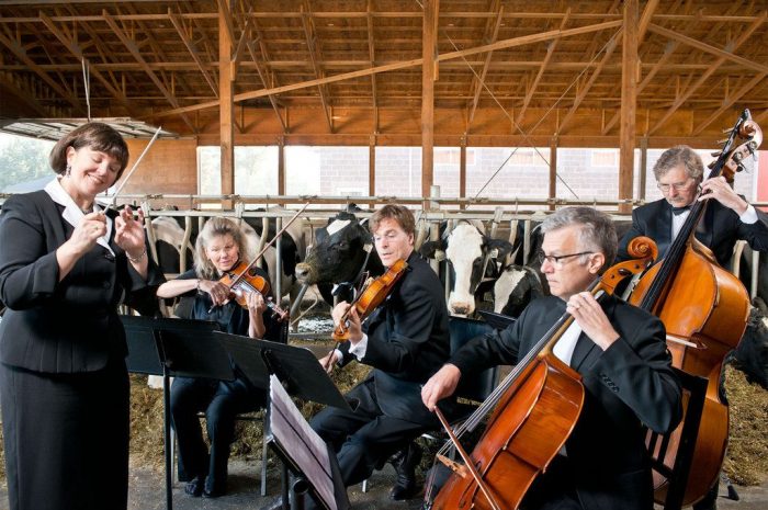 Коровы релаксируют под звуки виолончели