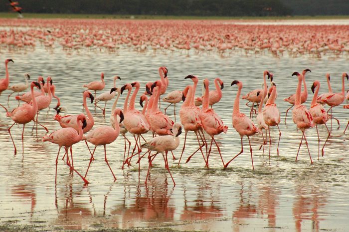 Фламинго могут быть придирчивы к компании