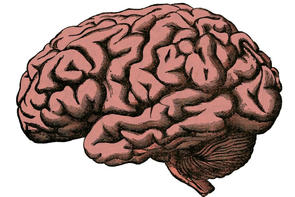 мозга